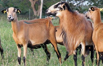 Mouton Martinik