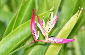 oiseau-du-paradis.jpg