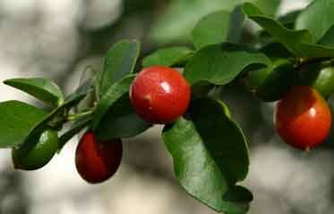 Arbuste de Petite citronnelle (Triphasia trifolia)