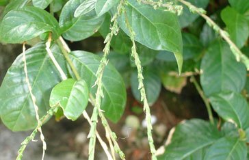 petivia-alliacea.jpg