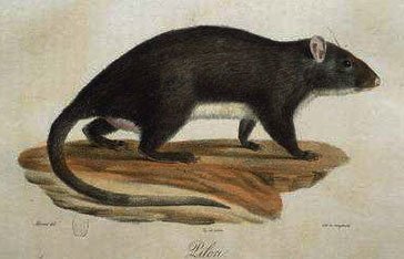 piloris-rat-musque-de-martinique.jpg