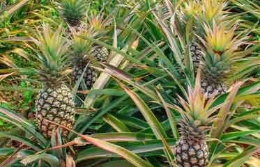 Plantation d’ananas en Martinique au pied du Morne-Rouge