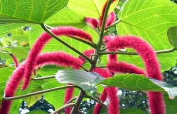 queue-chat-acalypha-hispida.jpg