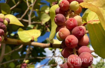 Photo d'un raisinier bord à la Pointe-Faula au Vauclin