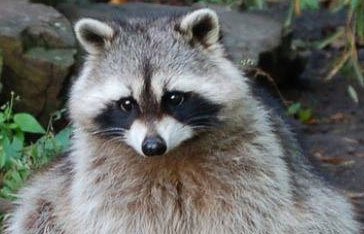 Un raton laveur en Martinique