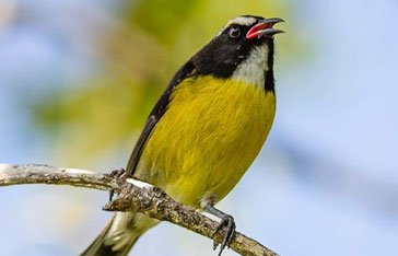 Sucrier à Ventre Jaune