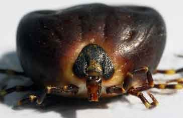 tique-creole-rhipicephalus.jpg
